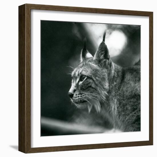 A Northern Lynx at London Zoo, July 1925 (B/W Photo)-Frederick William Bond-Framed Giclee Print