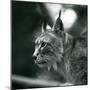 A Northern Lynx at London Zoo, July 1925 (B/W Photo)-Frederick William Bond-Mounted Giclee Print