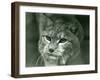 A Northern Lynx, London Zoo, February 1925 (B/W Photo)-Frederick William Bond-Framed Giclee Print