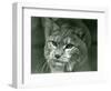 A Northern Lynx, London Zoo, February 1925 (B/W Photo)-Frederick William Bond-Framed Giclee Print