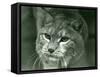 A Northern Lynx, London Zoo, February 1925 (B/W Photo)-Frederick William Bond-Framed Stretched Canvas