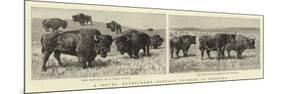 A Novel Experiment, Buffalo Farming in Nebraska-null-Mounted Giclee Print