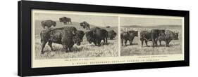 A Novel Experiment, Buffalo Farming in Nebraska-null-Framed Giclee Print