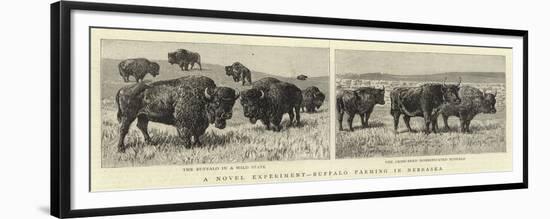 A Novel Experiment, Buffalo Farming in Nebraska-null-Framed Premium Giclee Print