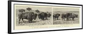 A Novel Experiment, Buffalo Farming in Nebraska-null-Framed Premium Giclee Print