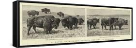 A Novel Experiment, Buffalo Farming in Nebraska-null-Framed Stretched Canvas