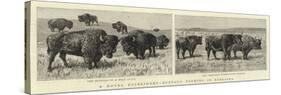 A Novel Experiment, Buffalo Farming in Nebraska-null-Stretched Canvas