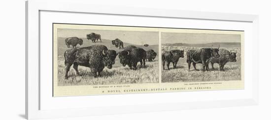 A Novel Experiment, Buffalo Farming in Nebraska-null-Framed Giclee Print