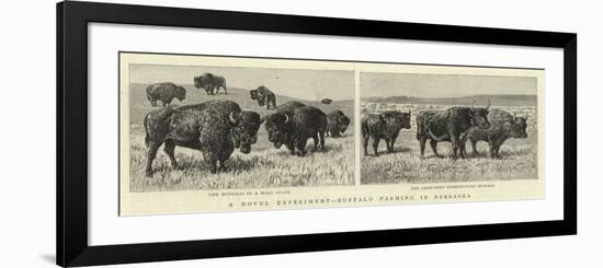 A Novel Experiment, Buffalo Farming in Nebraska-null-Framed Giclee Print