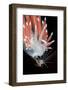 A Nudibranch (Flabellina Nobilis) Feeding On A Solitary Hydroid (Tubularia Indivisa)-Alex Mustard-Framed Photographic Print