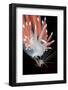 A Nudibranch (Flabellina Nobilis) Feeding On A Solitary Hydroid (Tubularia Indivisa)-Alex Mustard-Framed Photographic Print