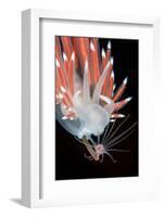 A Nudibranch (Flabellina Nobilis) Feeding On A Solitary Hydroid (Tubularia Indivisa)-Alex Mustard-Framed Photographic Print