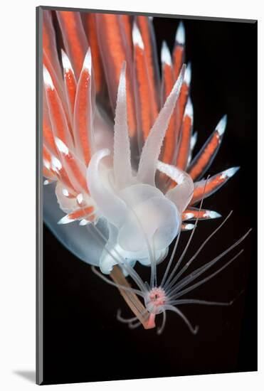 A Nudibranch (Flabellina Nobilis) Feeding On A Solitary Hydroid (Tubularia Indivisa)-Alex Mustard-Mounted Photographic Print