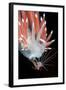 A Nudibranch (Flabellina Nobilis) Feeding On A Solitary Hydroid (Tubularia Indivisa)-Alex Mustard-Framed Photographic Print