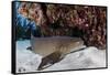 A Nurse Shark Rests on the Seafloor of Turneffe Atoll-Stocktrek Images-Framed Stretched Canvas