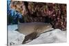 A Nurse Shark Rests on the Seafloor of Turneffe Atoll-Stocktrek Images-Stretched Canvas