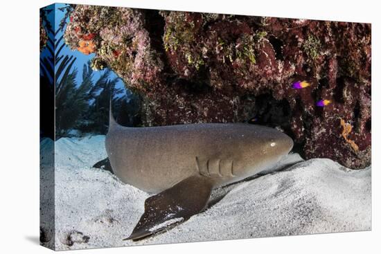 A Nurse Shark Rests on the Seafloor of Turneffe Atoll-Stocktrek Images-Stretched Canvas