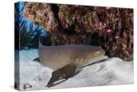 A Nurse Shark Rests on the Seafloor of Turneffe Atoll-Stocktrek Images-Stretched Canvas