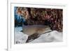 A Nurse Shark Rests on the Seafloor of Turneffe Atoll-Stocktrek Images-Framed Photographic Print