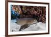 A Nurse Shark Rests on the Seafloor of Turneffe Atoll-Stocktrek Images-Framed Photographic Print