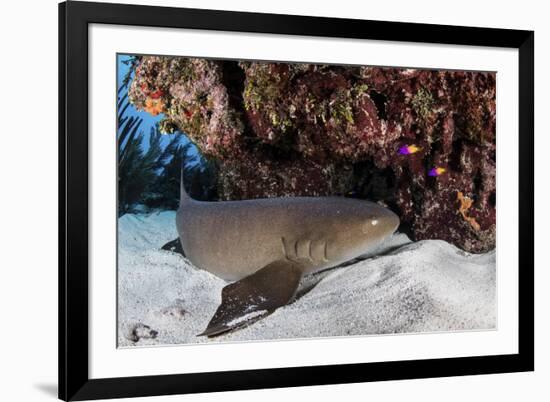 A Nurse Shark Rests on the Seafloor of Turneffe Atoll-Stocktrek Images-Framed Photographic Print