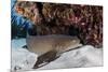 A Nurse Shark Rests on the Seafloor of Turneffe Atoll-Stocktrek Images-Mounted Photographic Print