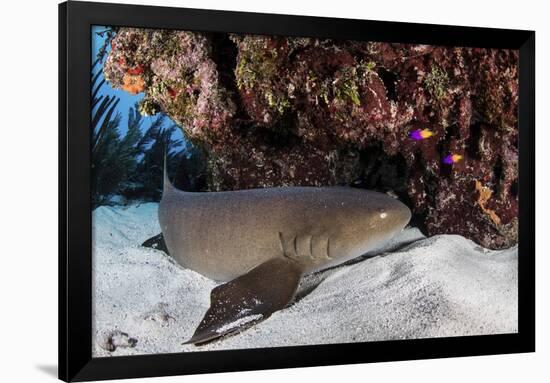 A Nurse Shark Rests on the Seafloor of Turneffe Atoll-Stocktrek Images-Framed Photographic Print