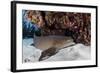 A Nurse Shark Rests on the Seafloor of Turneffe Atoll-Stocktrek Images-Framed Photographic Print