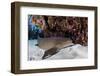 A Nurse Shark Rests on the Seafloor of Turneffe Atoll-Stocktrek Images-Framed Photographic Print