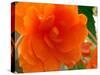 A Orange  Rose-Ricki Mountain-Stretched Canvas