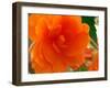 A Orange  Rose-Ricki Mountain-Framed Art Print