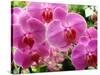 A Orchids  I-Ricki Mountain-Stretched Canvas
