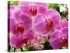 A Orchids  I-Ricki Mountain-Stretched Canvas