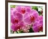 A Orchids  I-Ricki Mountain-Framed Art Print