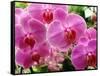 A Orchids  I-Ricki Mountain-Framed Stretched Canvas