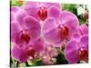 A Orchids  I-Ricki Mountain-Stretched Canvas