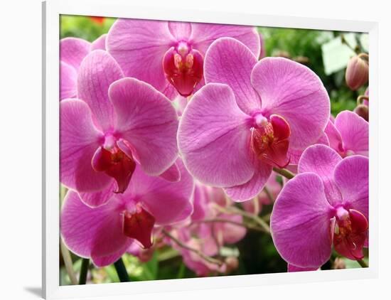 A Orchids  I-Ricki Mountain-Framed Art Print