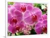 A Orchids  I-Ricki Mountain-Framed Art Print