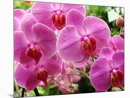 A Orchids  I-Ricki Mountain-Mounted Art Print