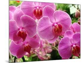 A Orchids  I-Ricki Mountain-Mounted Art Print