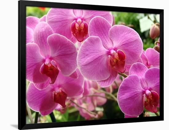 A Orchids  I-Ricki Mountain-Framed Art Print