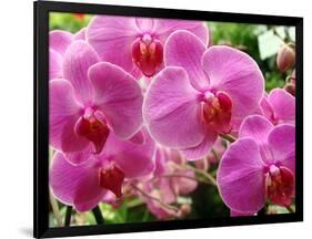 A Orchids  I-Ricki Mountain-Framed Art Print