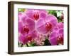 A Orchids  I-Ricki Mountain-Framed Art Print