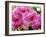 A Orchids  I-Ricki Mountain-Framed Art Print