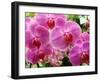 A Orchids  I-Ricki Mountain-Framed Art Print