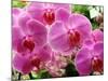 A Orchids  I-Ricki Mountain-Mounted Art Print