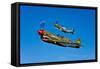 A P-40E Warhawk and a P-51D Mustang Kimberly Kaye in Flight-null-Framed Stretched Canvas