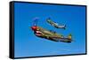 A P-40E Warhawk and a P-51D Mustang Kimberly Kaye in Flight-null-Framed Stretched Canvas