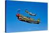 A P-40E Warhawk and a P-51D Mustang Kimberly Kaye in Flight-null-Stretched Canvas