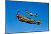 A P-40E Warhawk and a P-51D Mustang Kimberly Kaye in Flight-null-Mounted Photographic Print